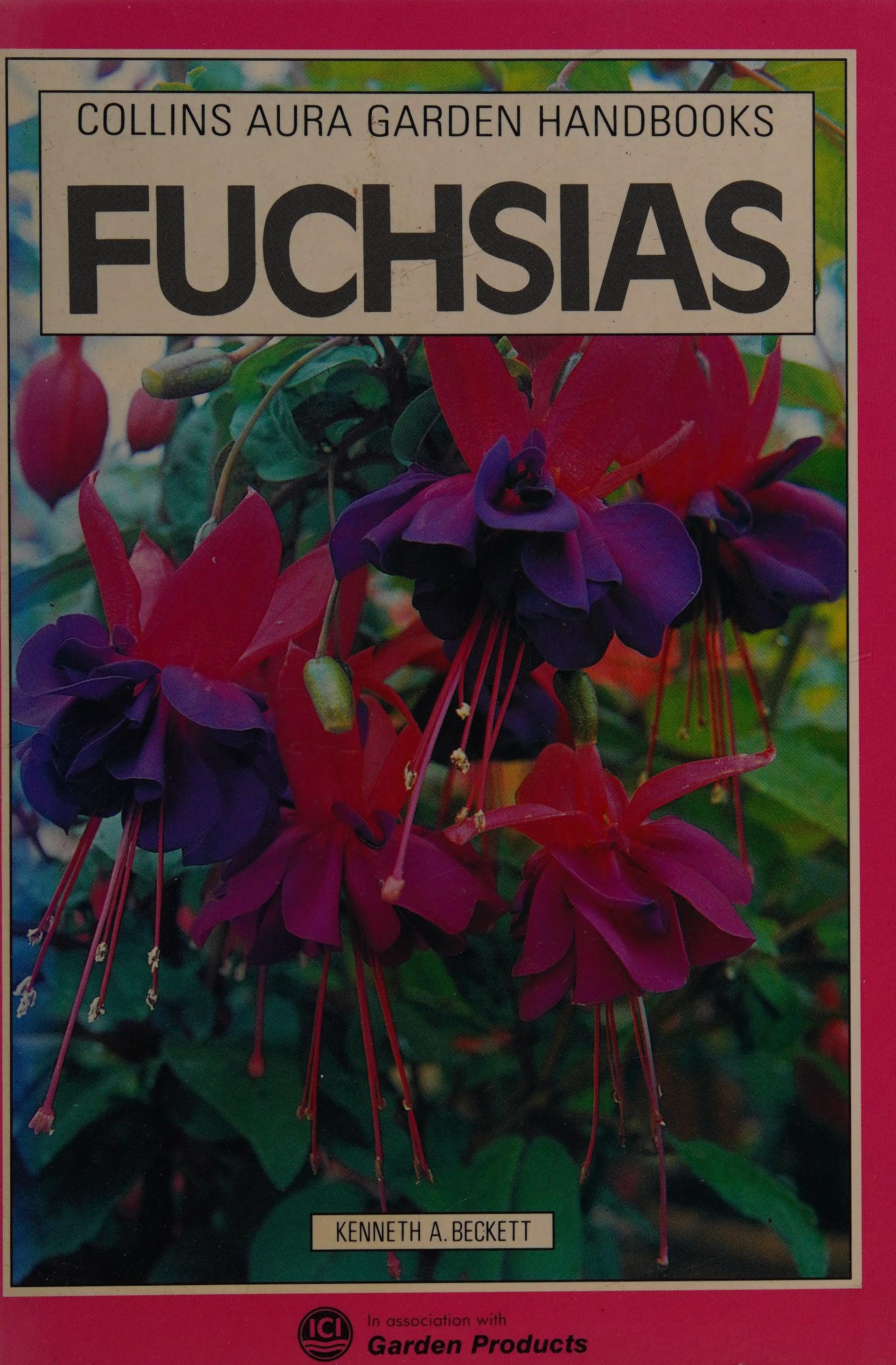 Fuchsias