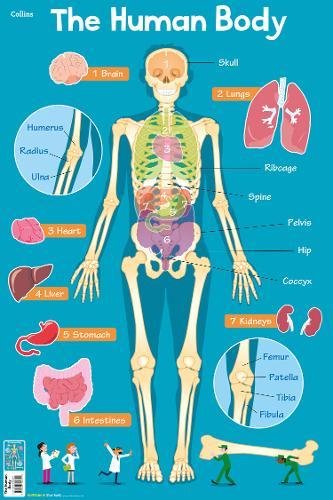 Collins Children’s Poster – Human Body