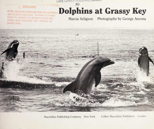 Dolphins at Grassy Key