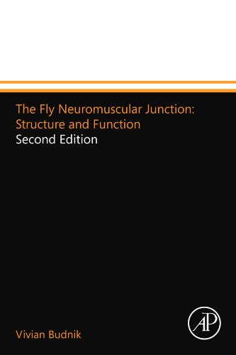 The Fly Neuromuscular Junction
