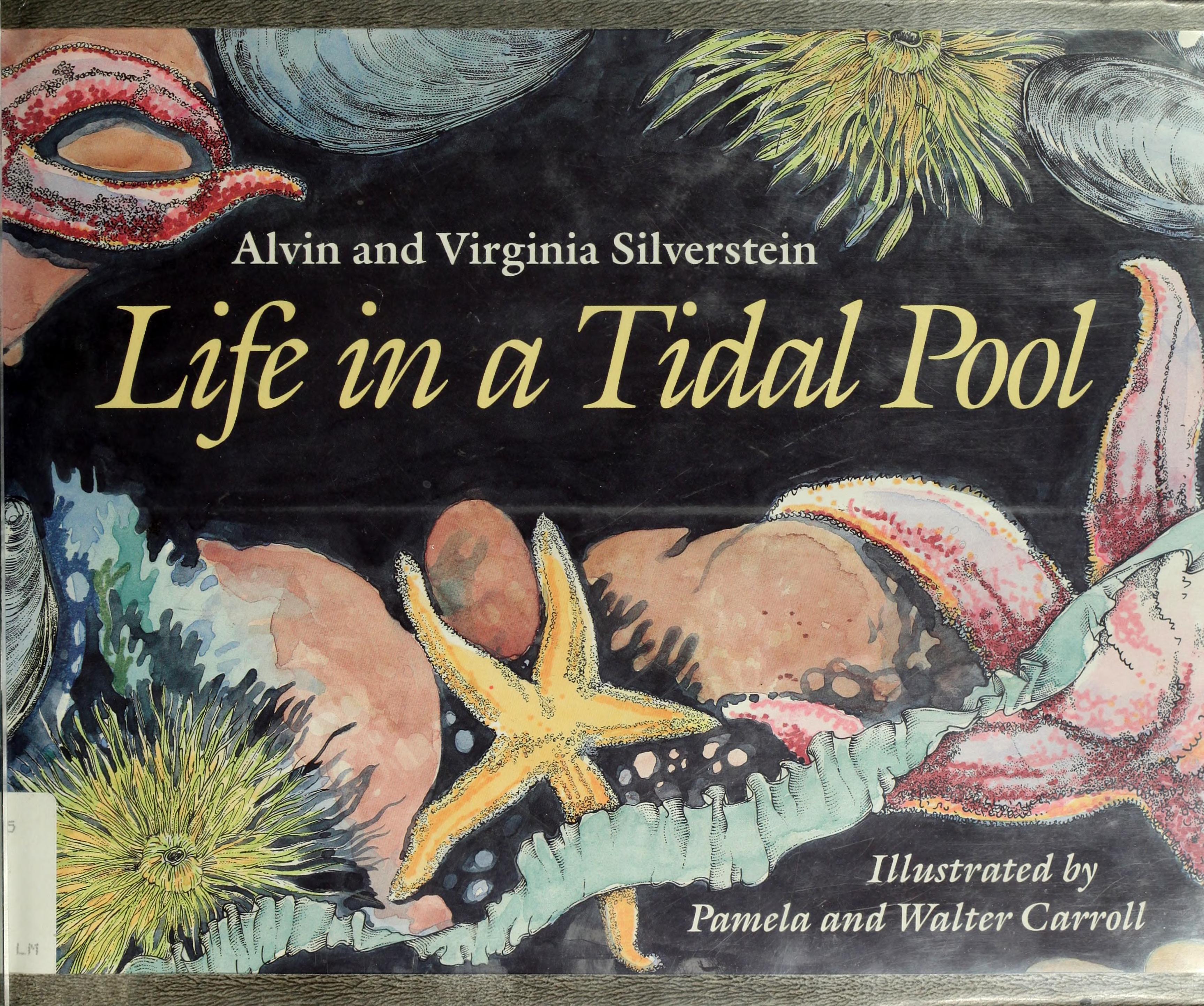 Life in a tidal pool