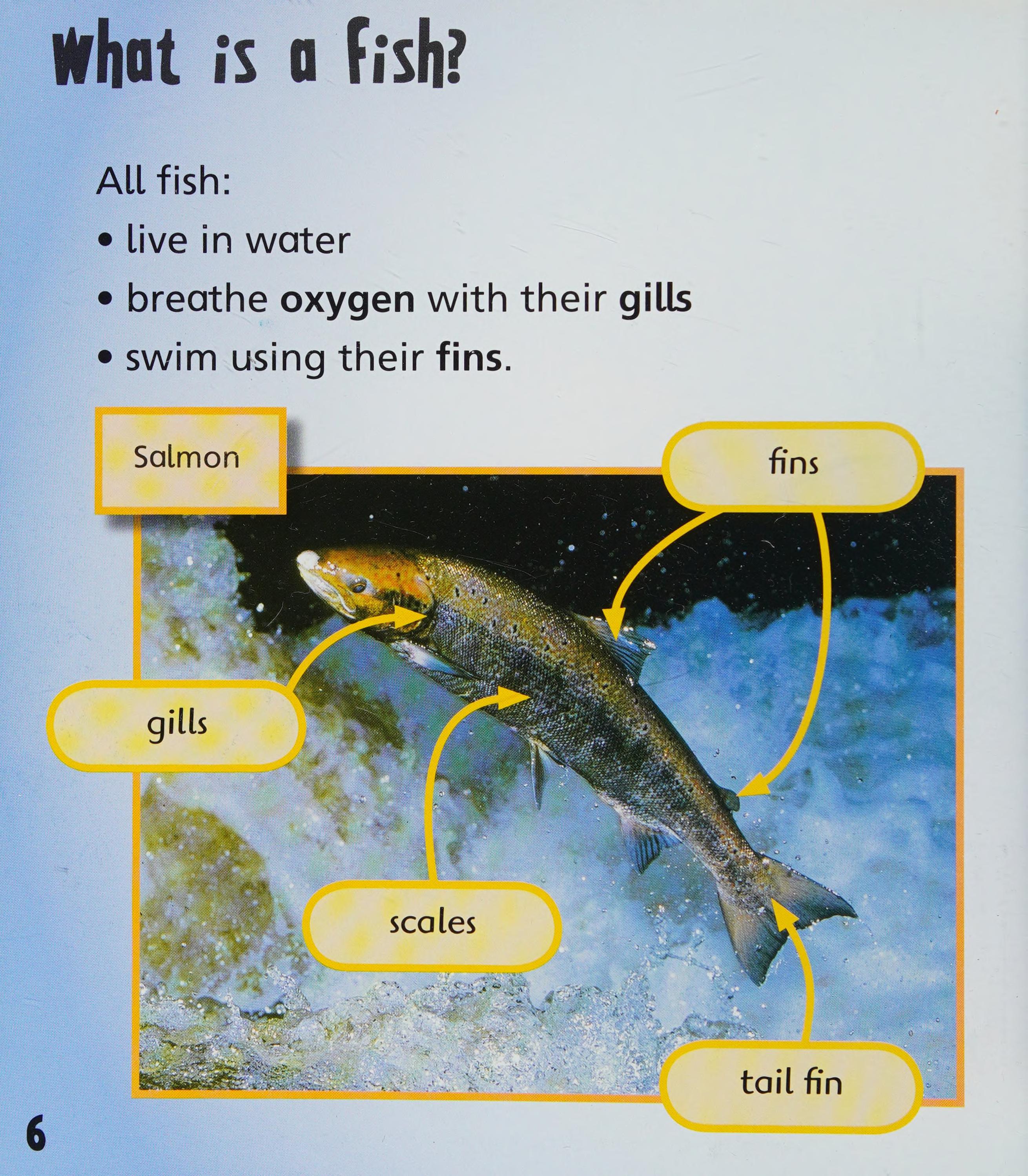 Fish
