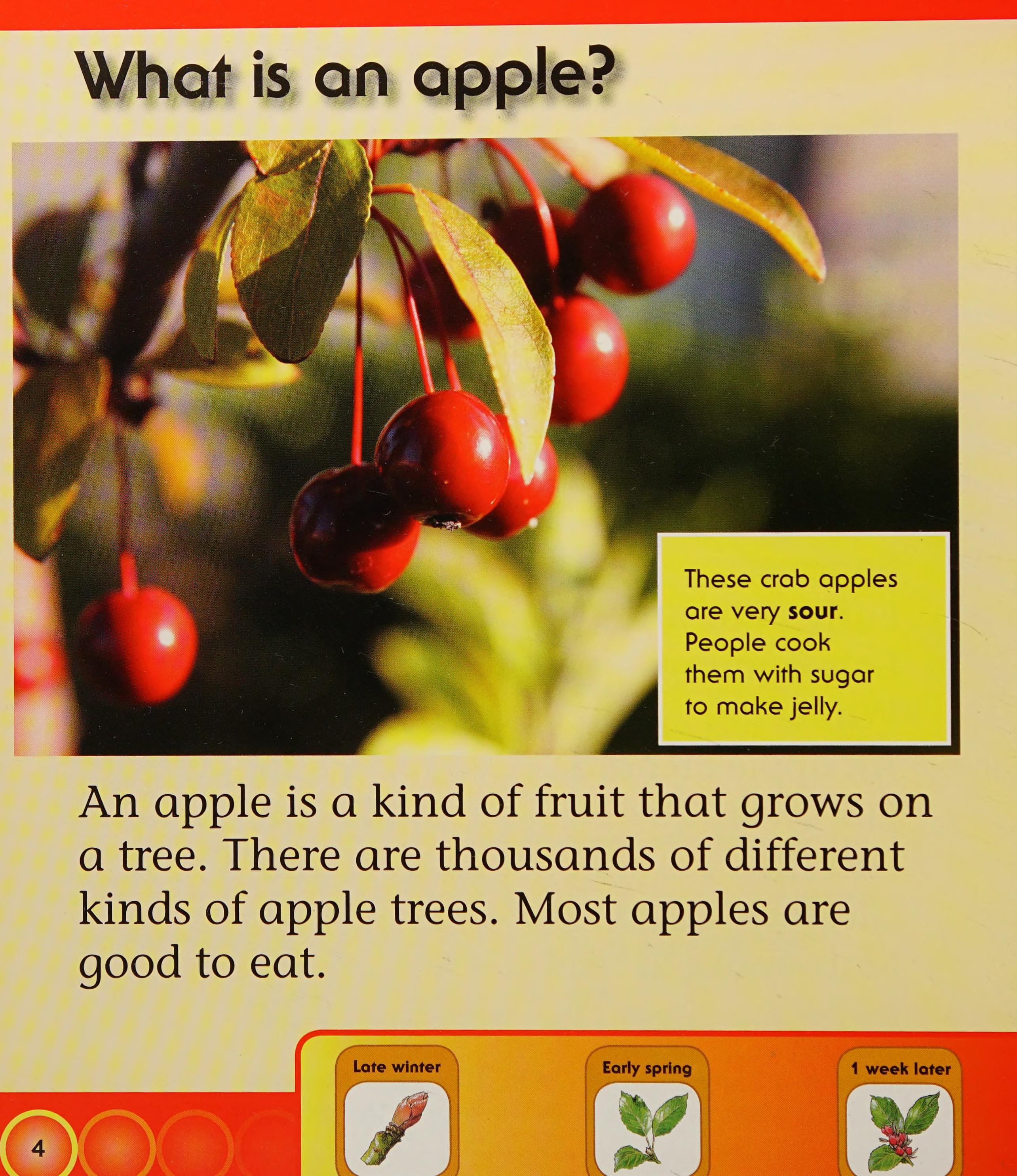 Life Cycle of an Apple