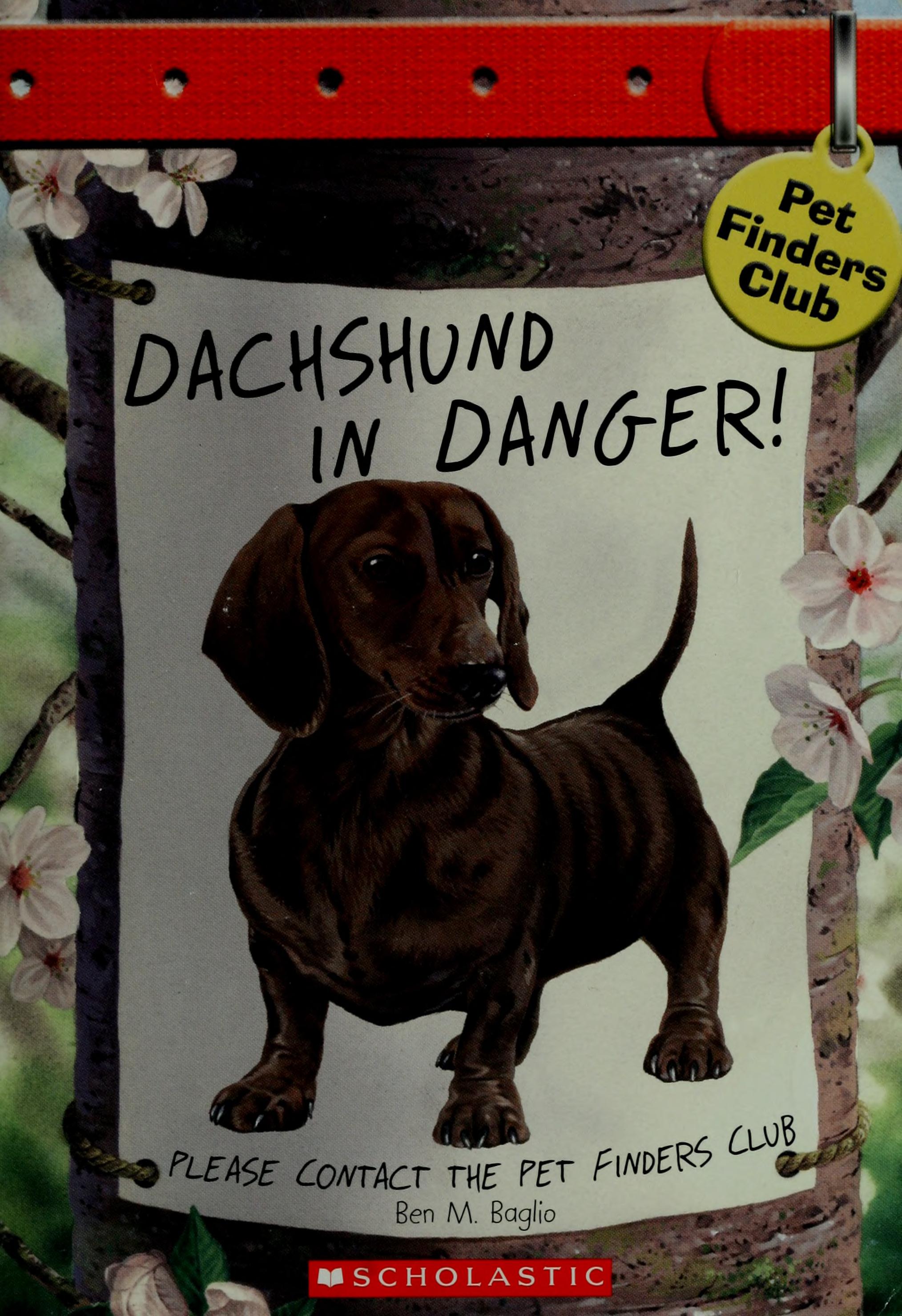 Dachshund in Danger