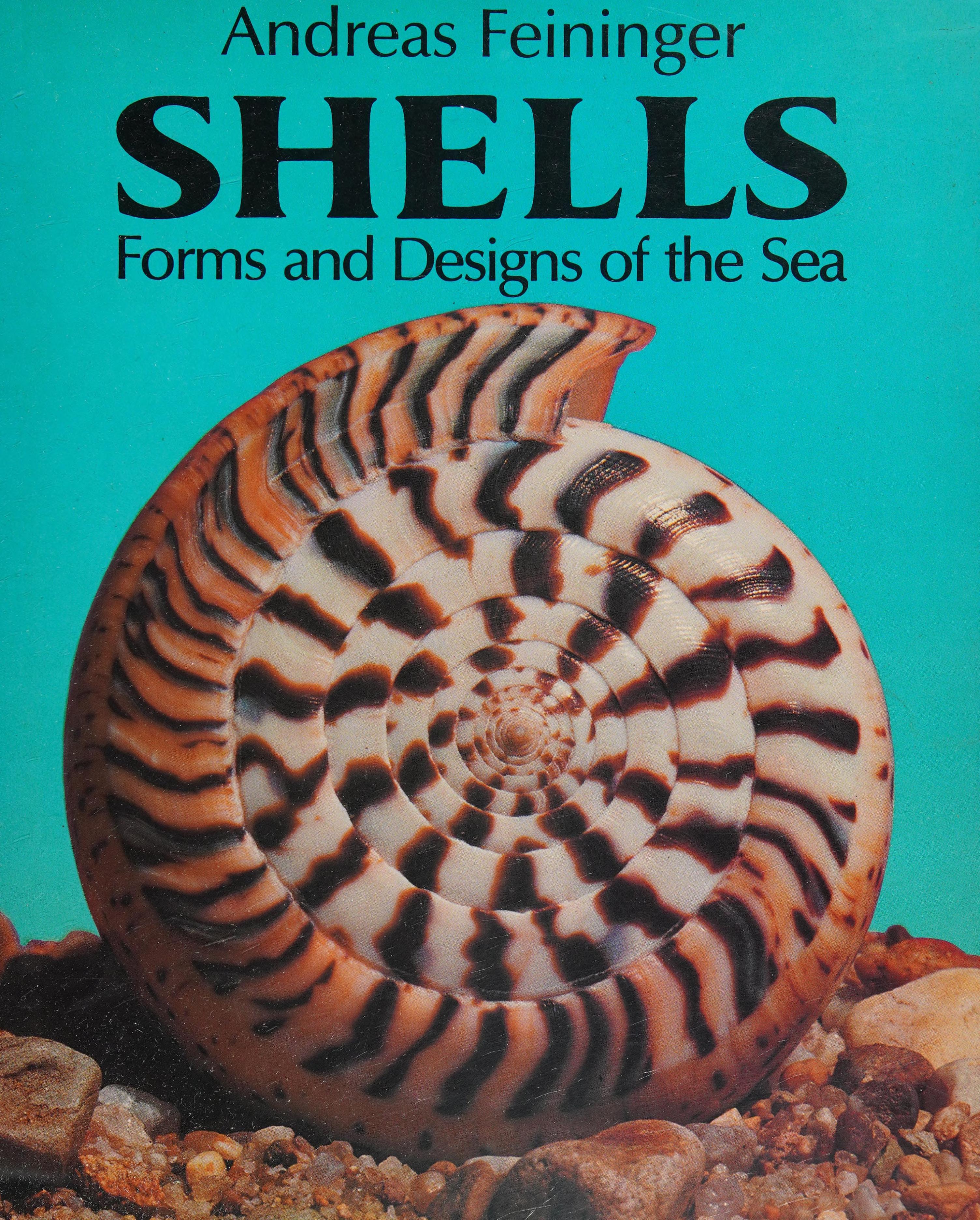Shells: Forms And Designs Of The Sea