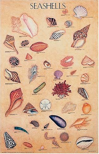 Seashells Poster