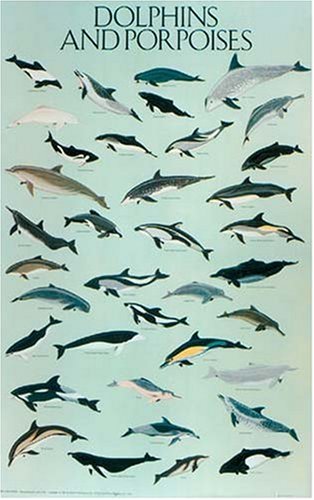 Dolphins and Porpoises Poster