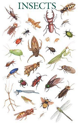 Insects Poster