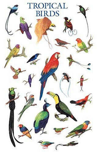 Tropical Birds Poster