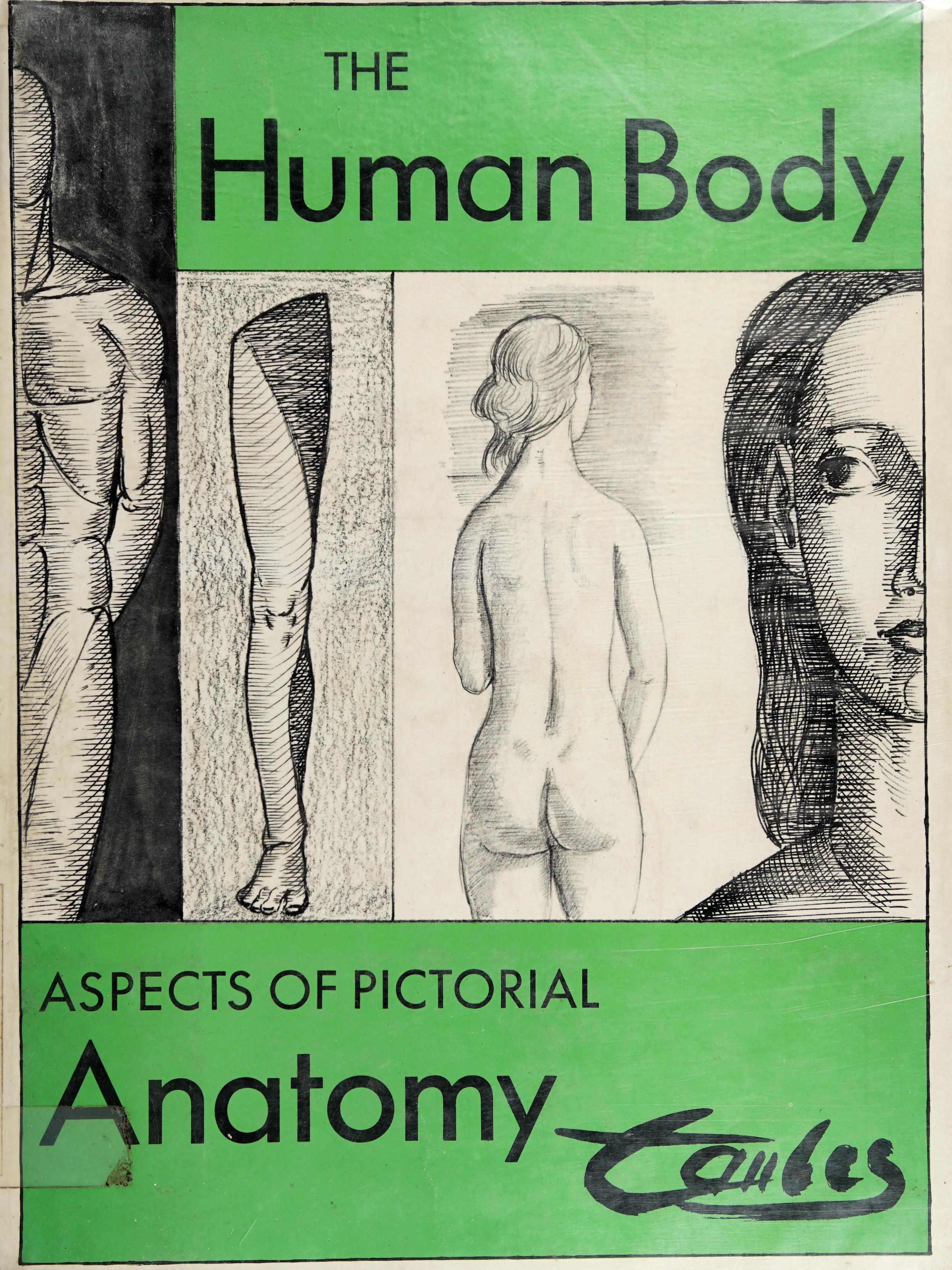 Human Body