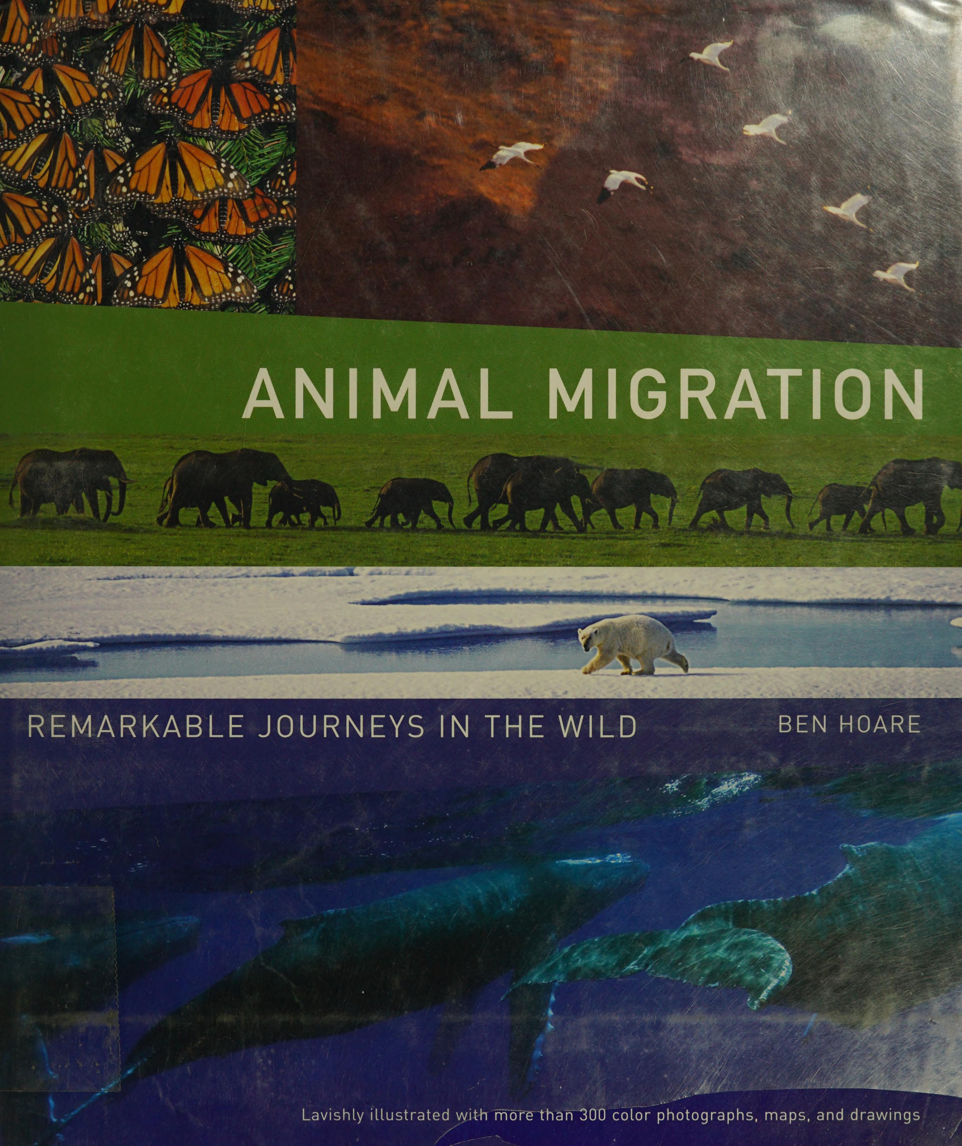 Animal Migration: Remarkable Journeys In The Wild