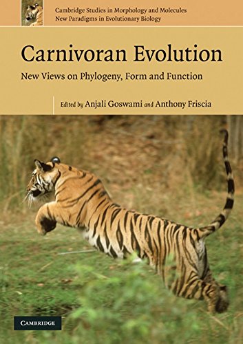 Carnivoran evolution