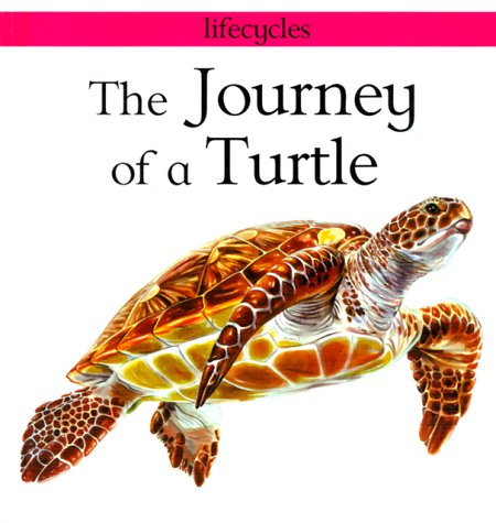 The Journey Of A Turtle