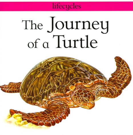 The Journey Of A Turtle