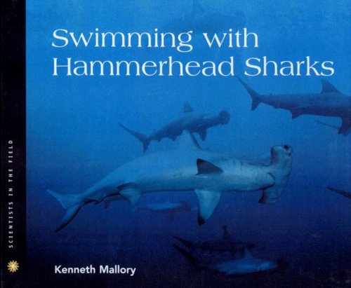 Swimming with Hammerhead Sharks