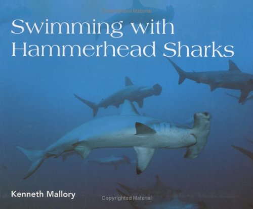 Swimming with hammerhead sharks
