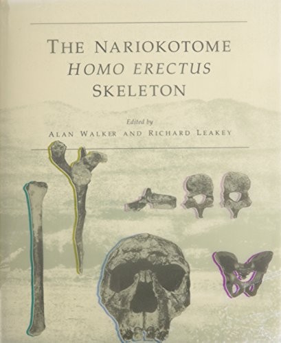 Nariokotome Homo Erectus Skeleton