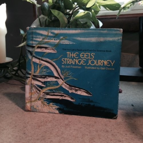 The Eel'S Strange Journey