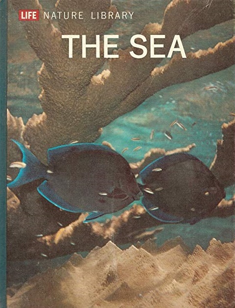 The sea
