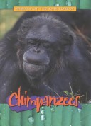 Chimpanzees