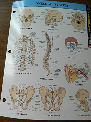 Human Body