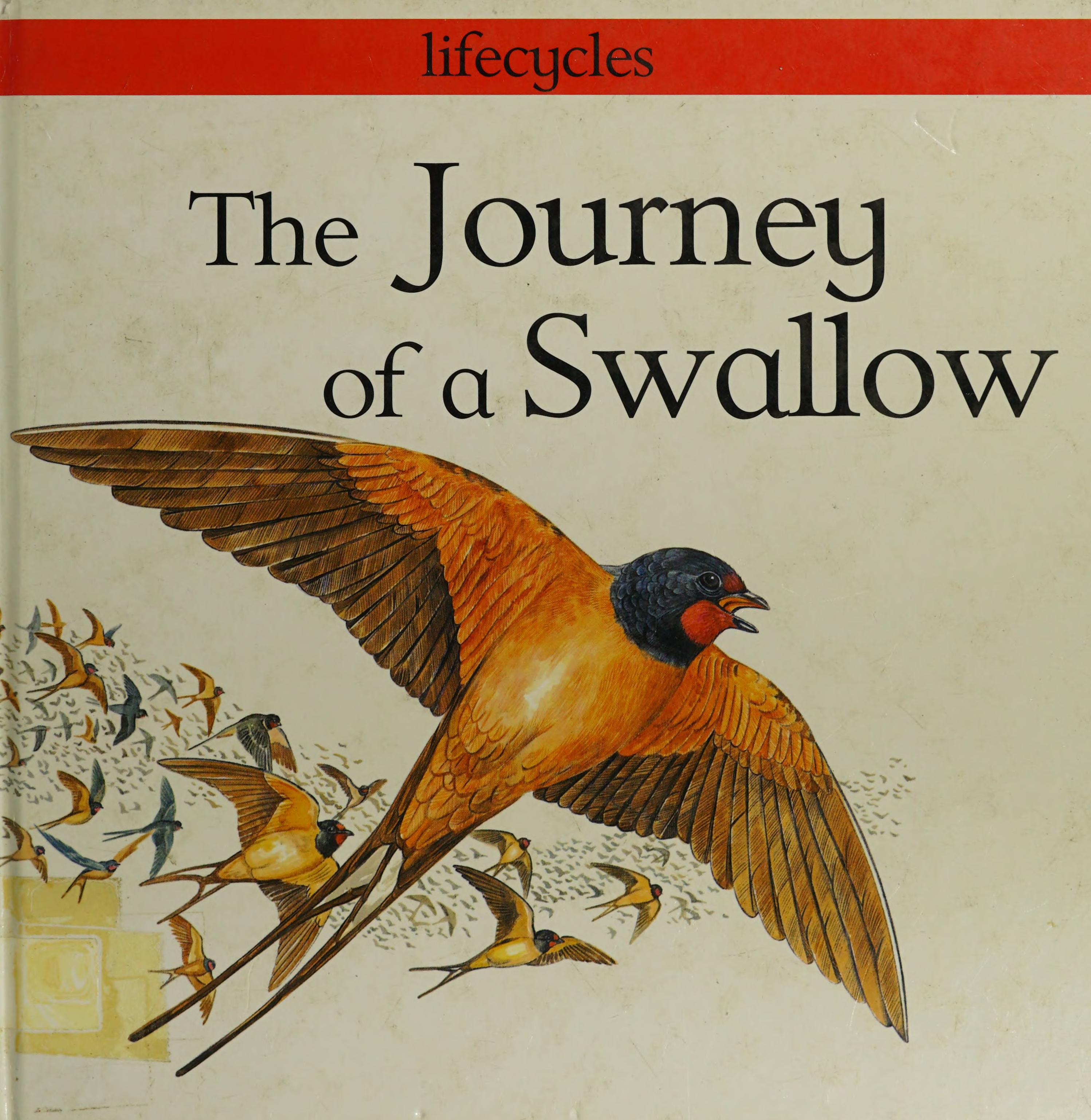 The Journey Of A Swallow