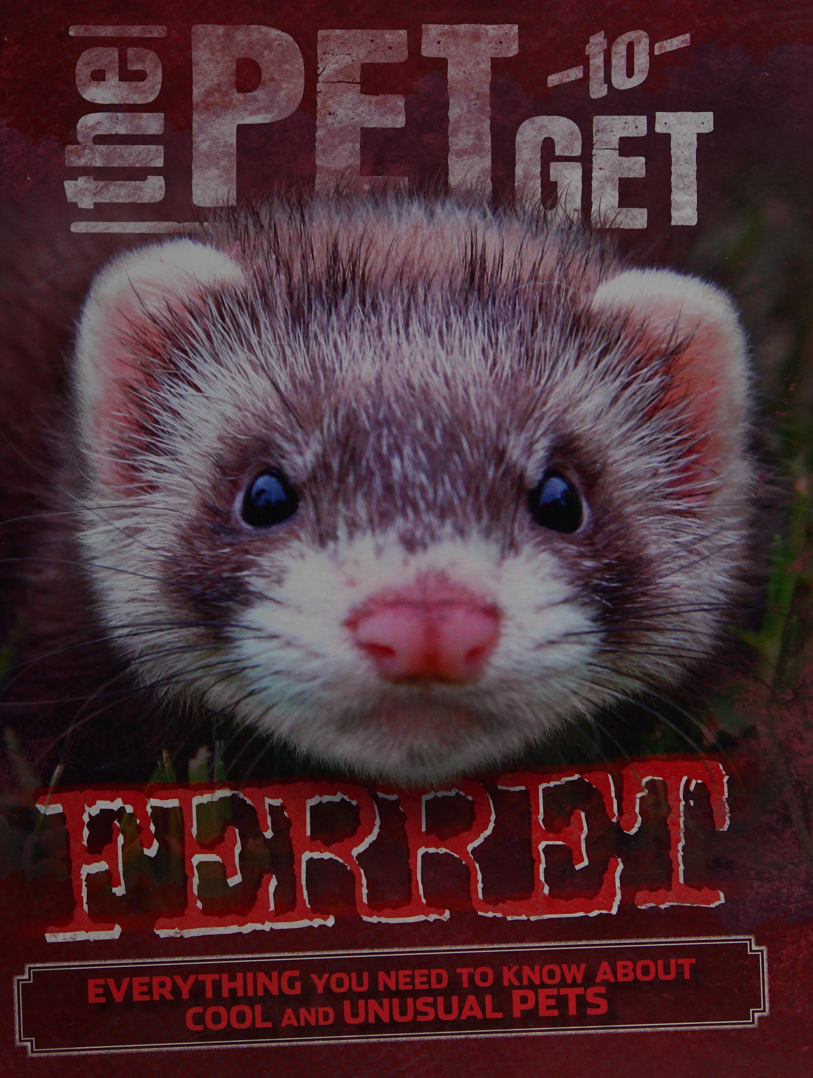 Ferret