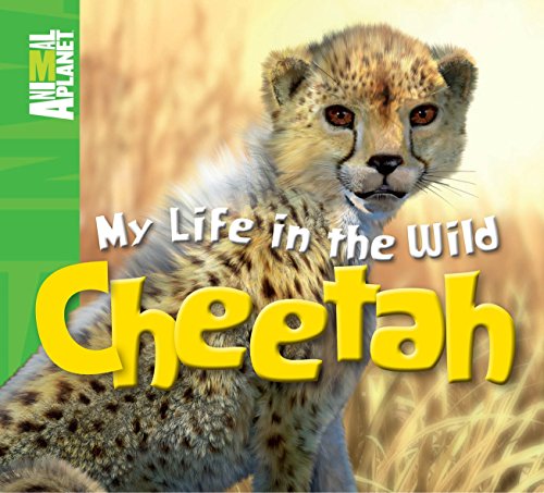 Cheetah.
