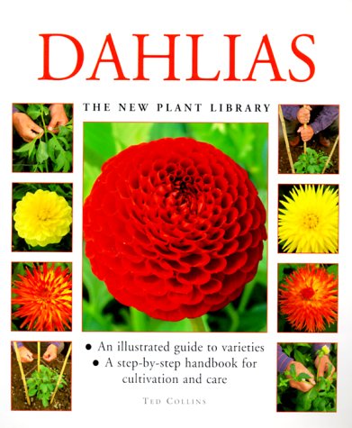 Dahlias