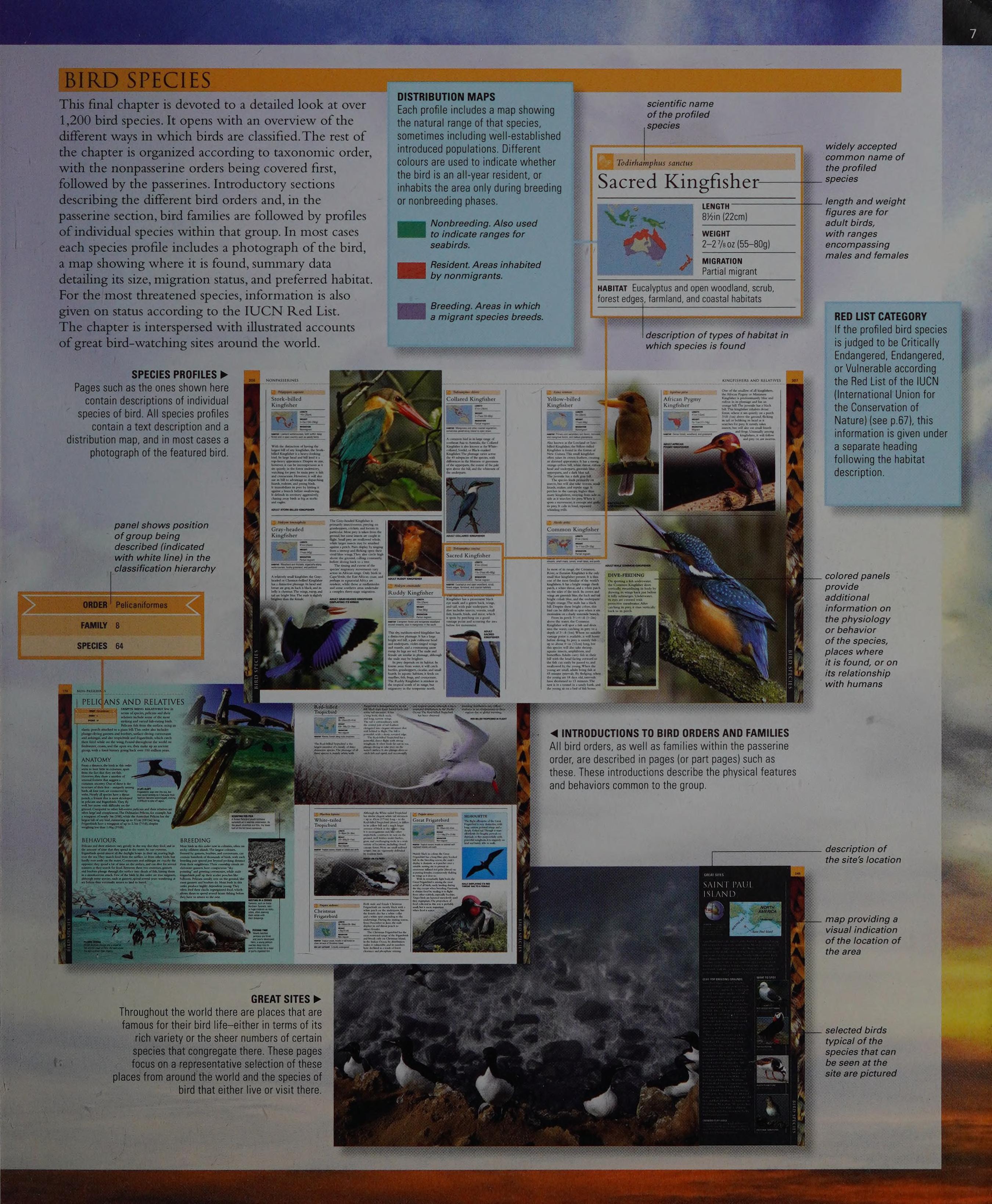 Bird: The Definitive Visual Guide