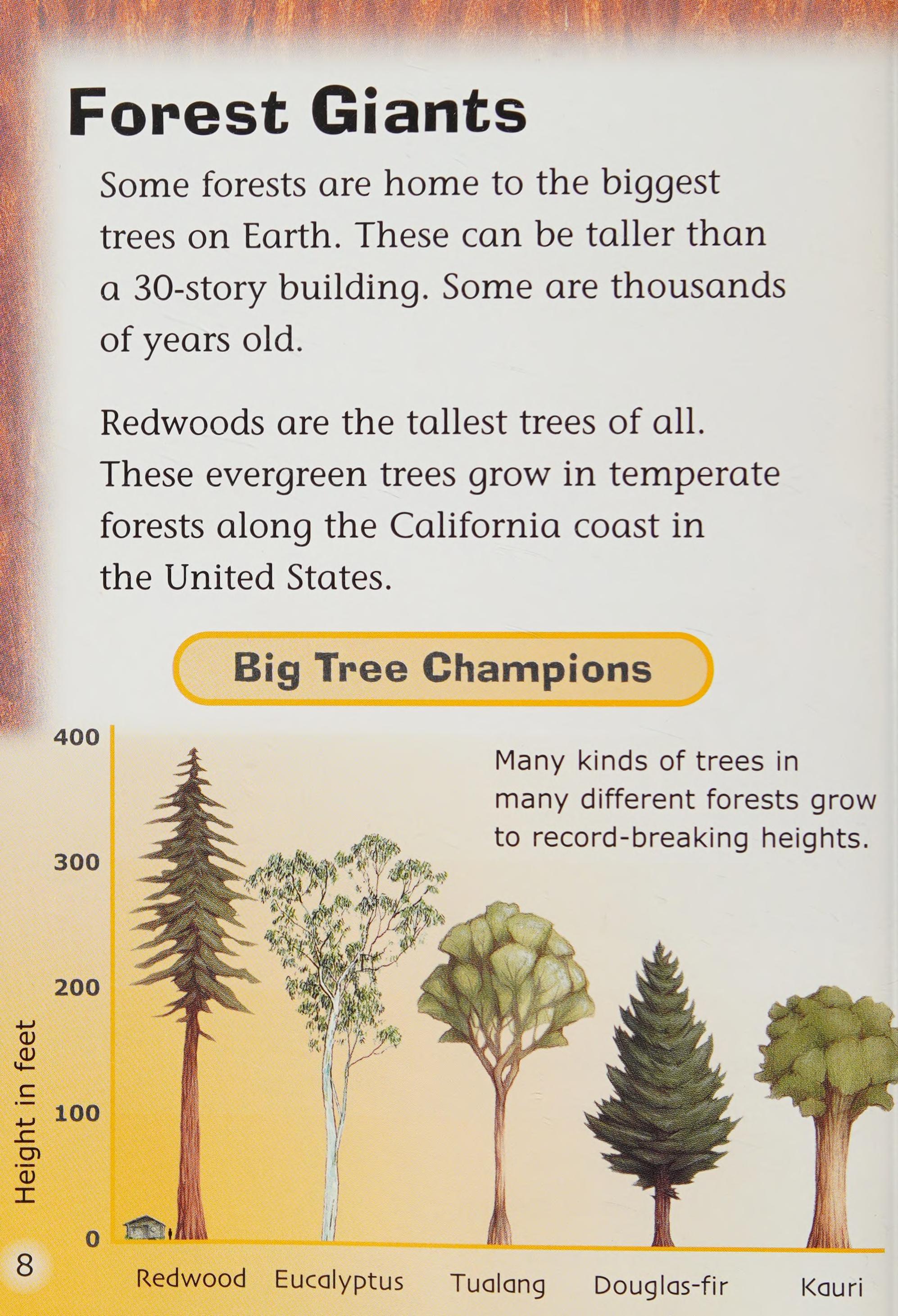 Forest Giants