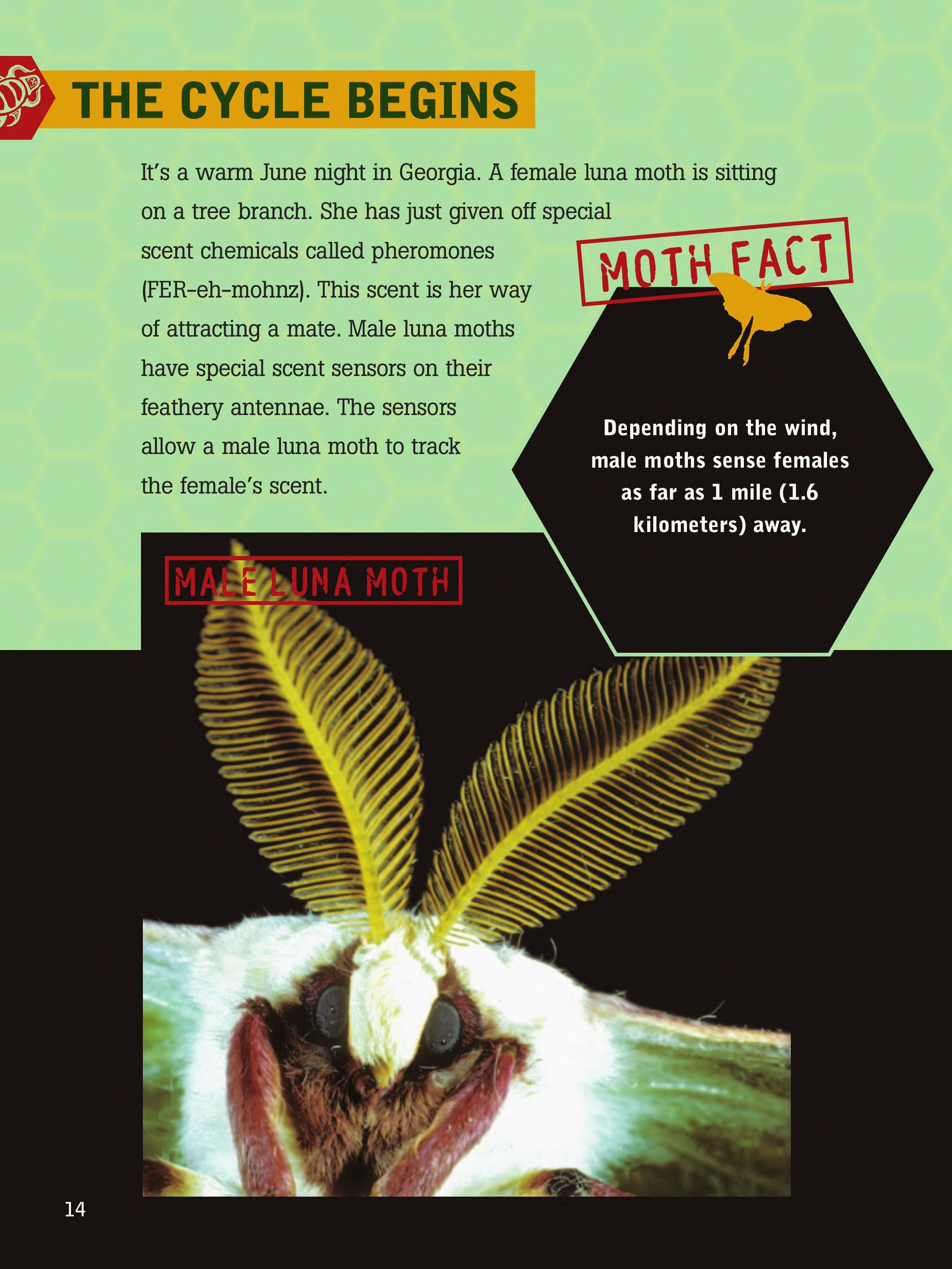 Luna Moths