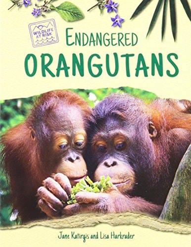 Endangered Orangutans