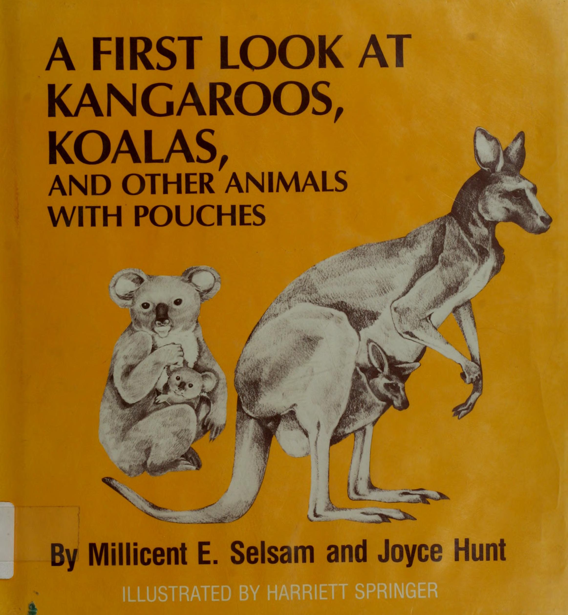 A First Look at Kangaroos, Koalas, and Other Animals with Pouches