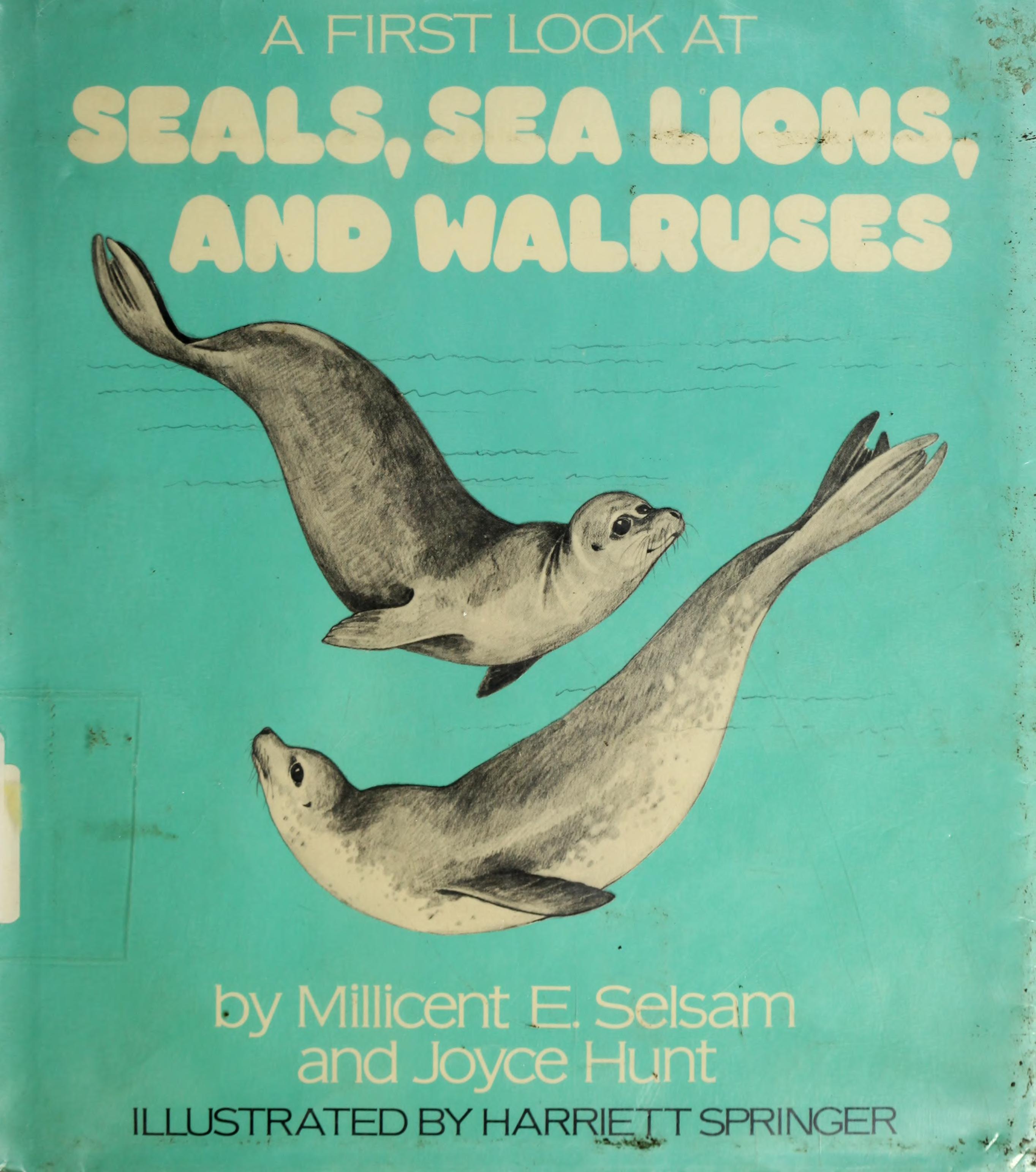A First Look at Seals, Sea Lions, and Walruses