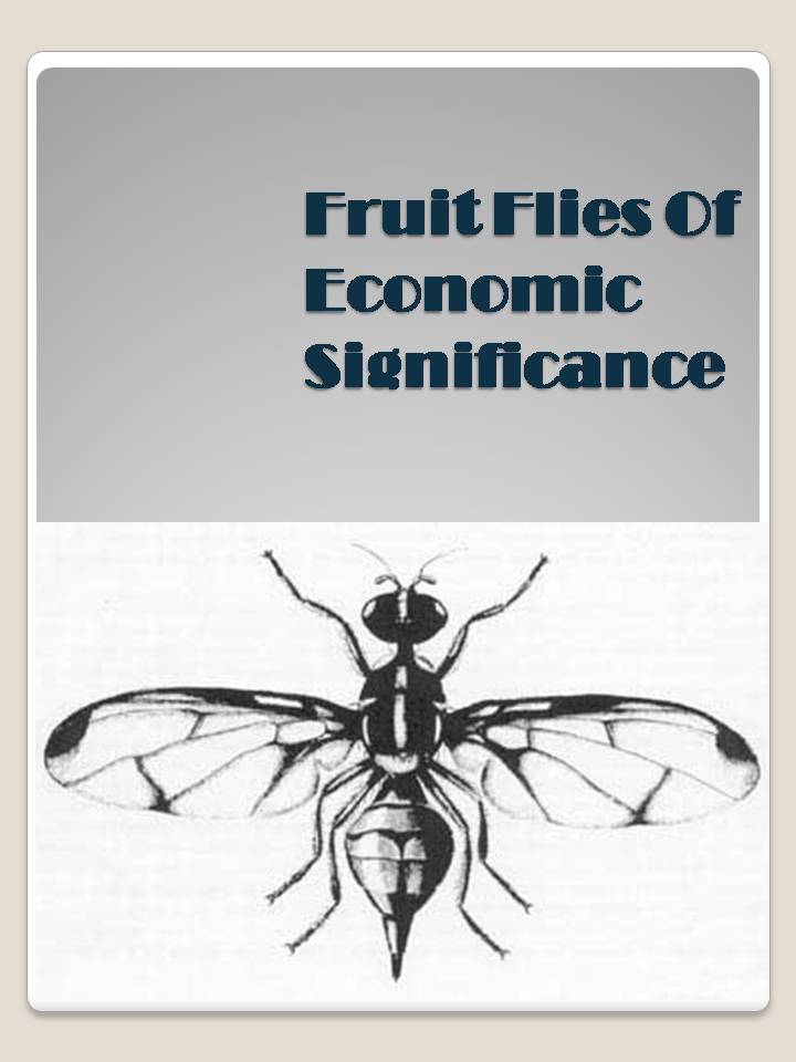 Fruit Flies of Economic Significance