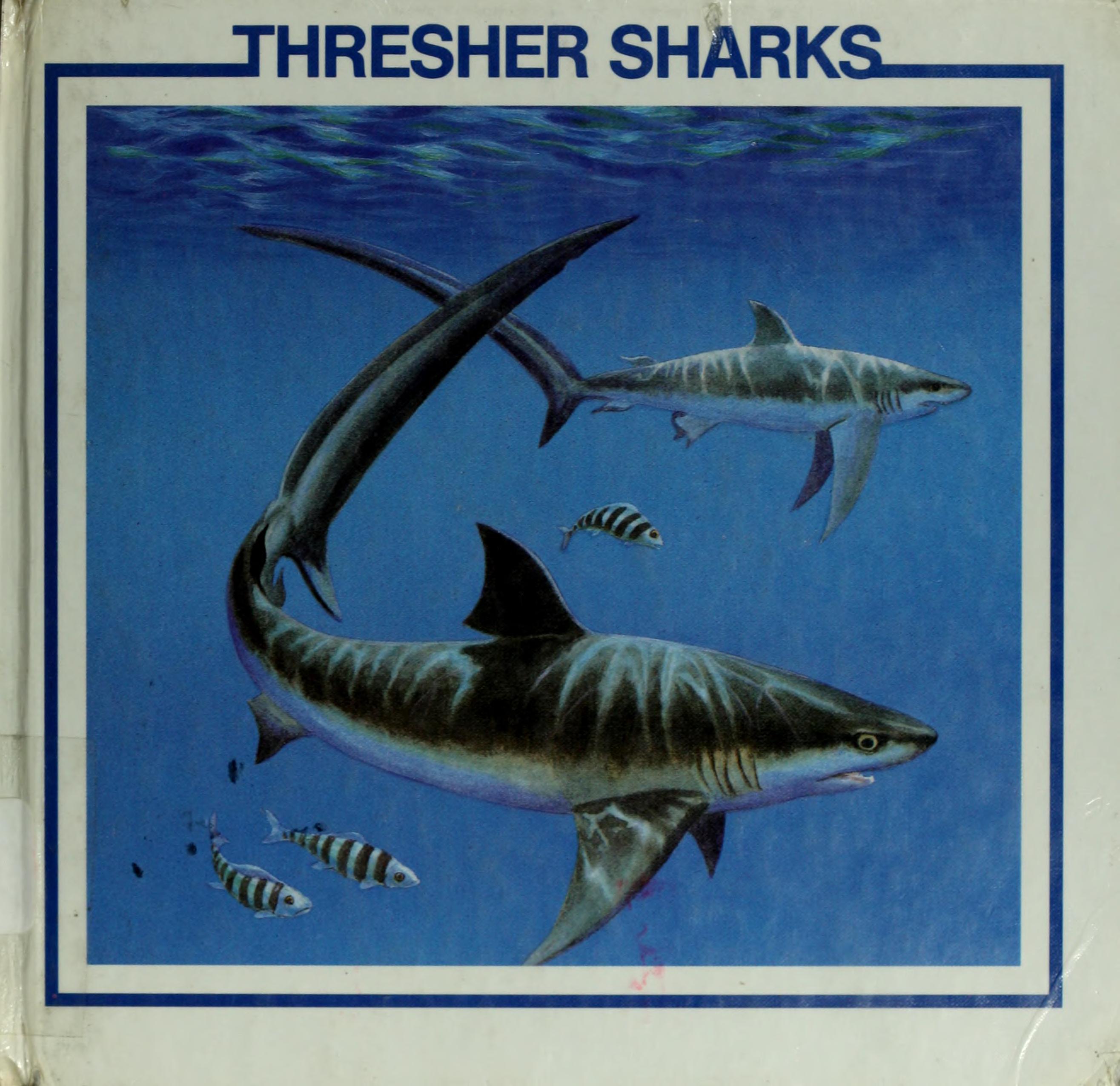 Thresher Sharks