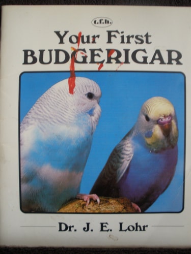 Your First Budgerigar