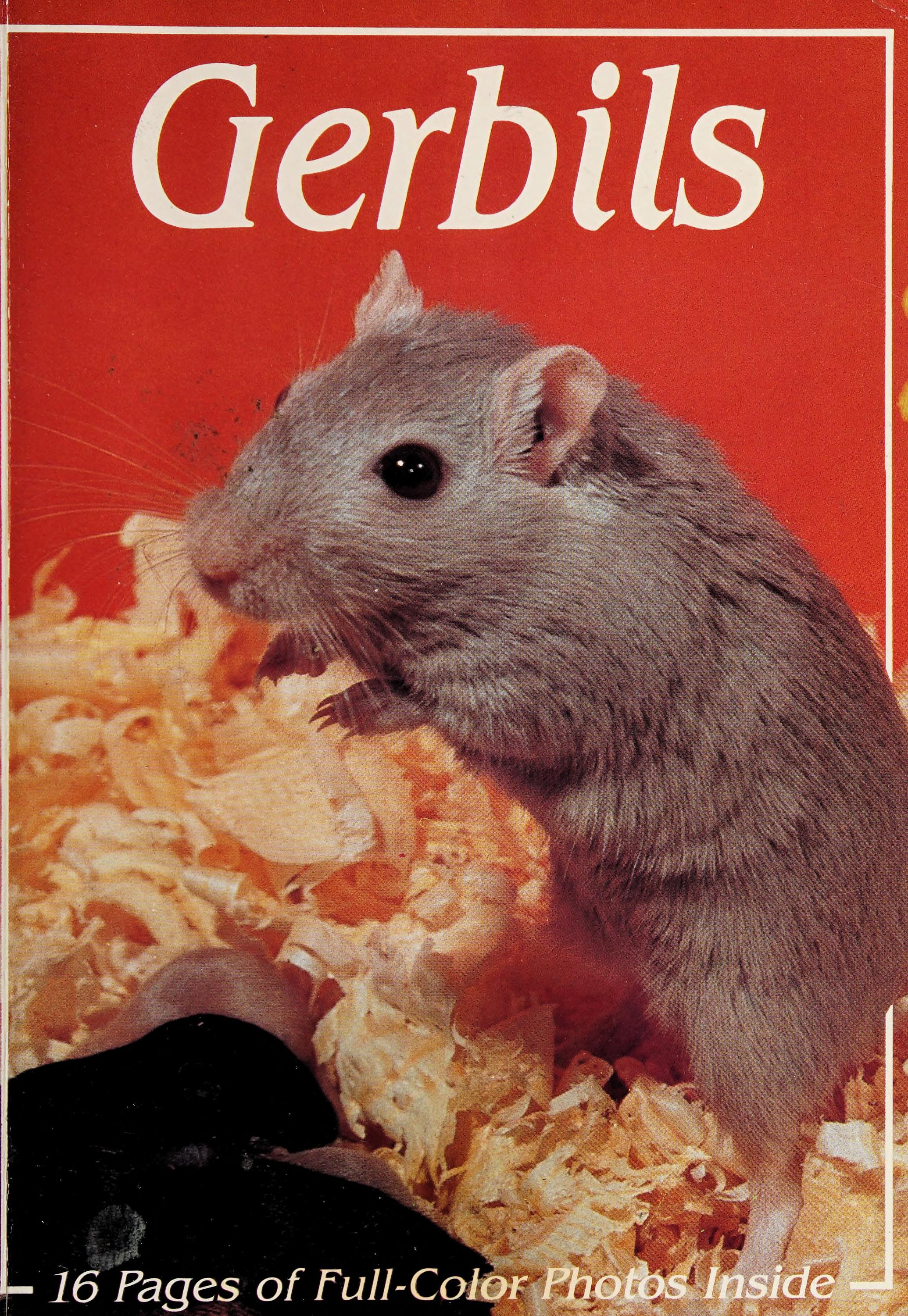 Gerbils