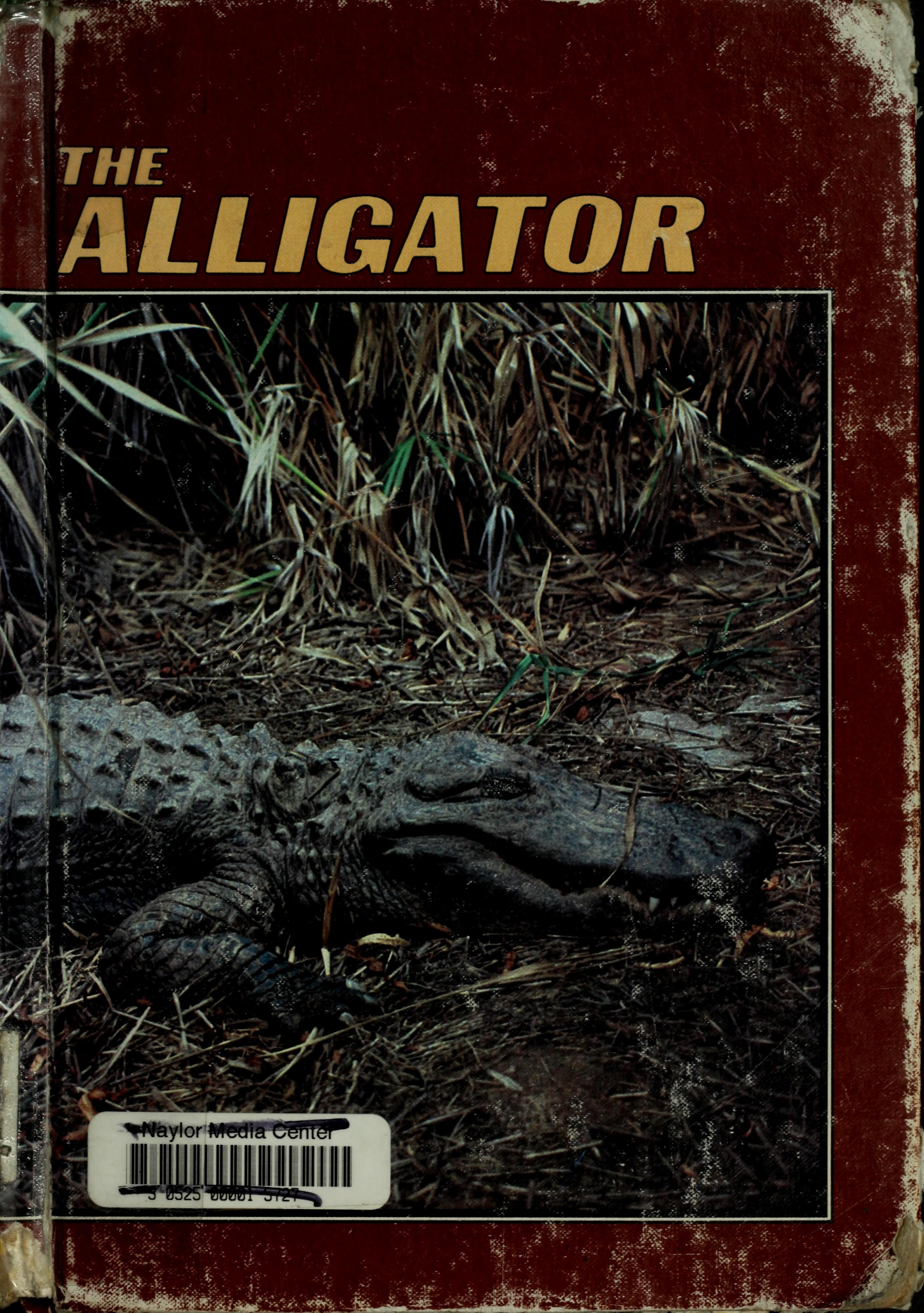 The alligator