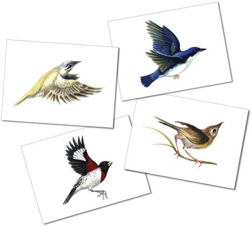Boxed Greeting Card Set-Birds (16 Premium Cards)
