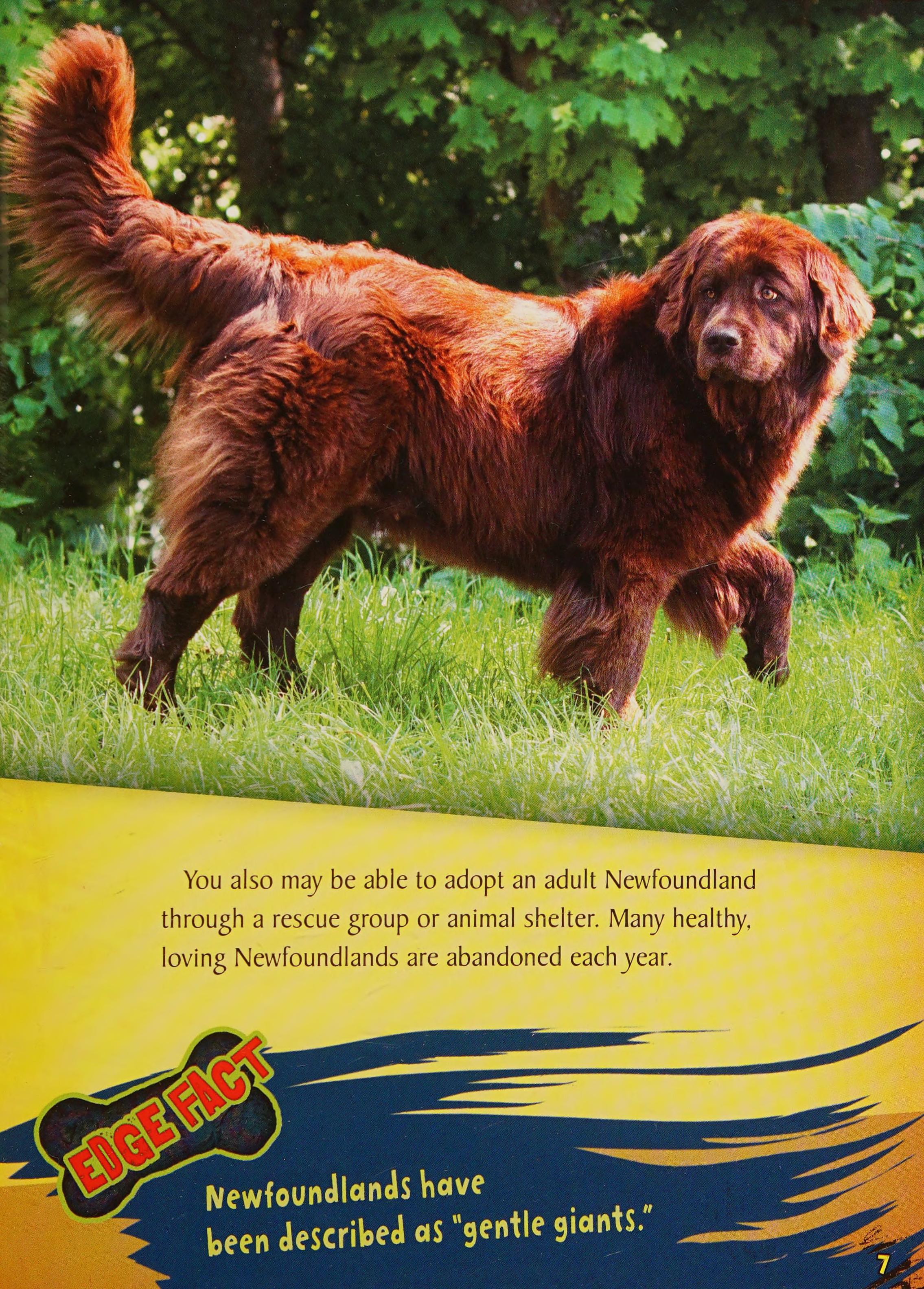Newfoundlands