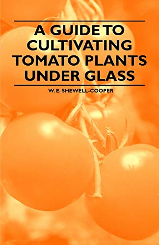 A Guide To Cultivating Tomato Plants Under Glass