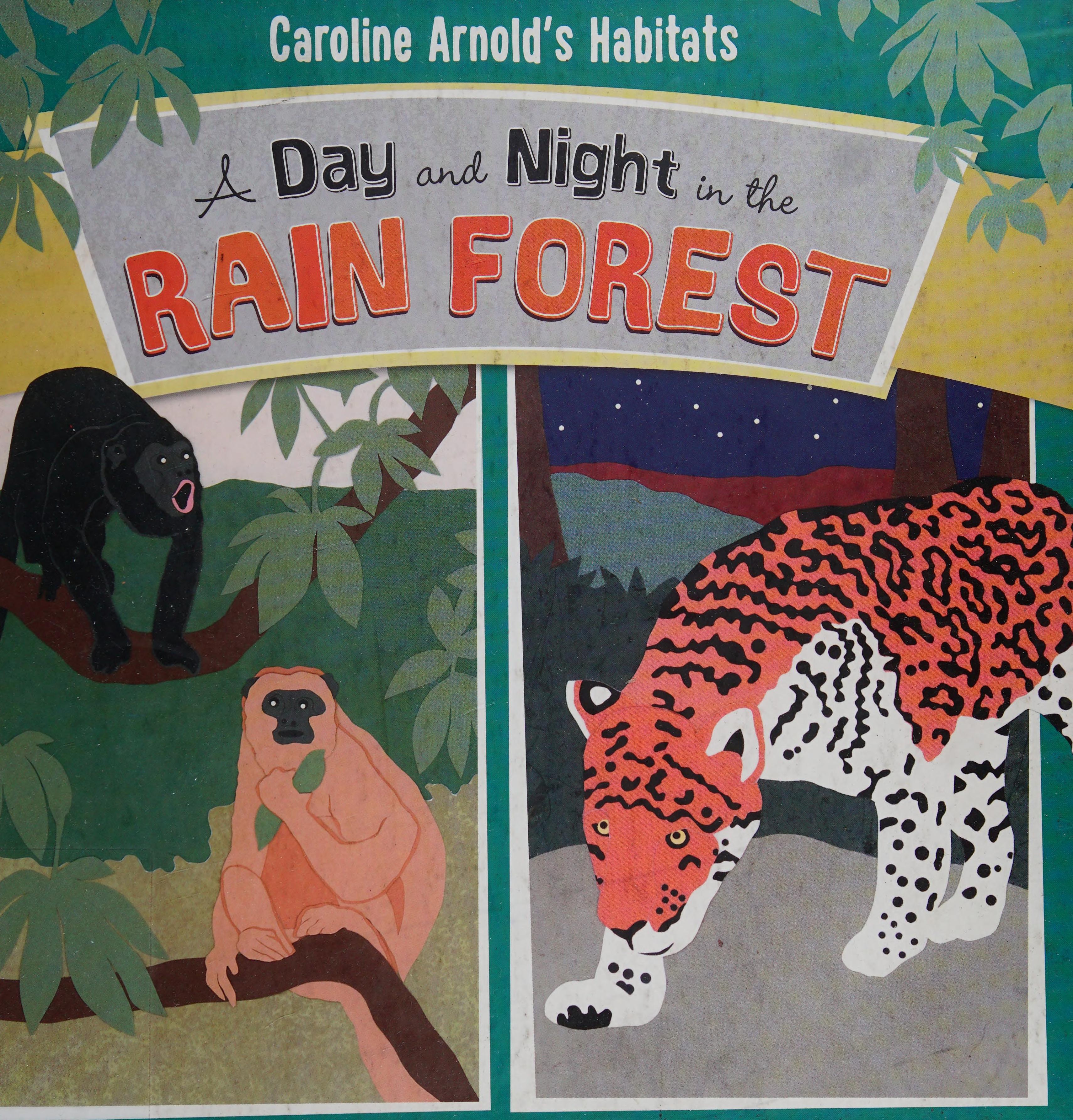 A Day and Night in the Rain Forest