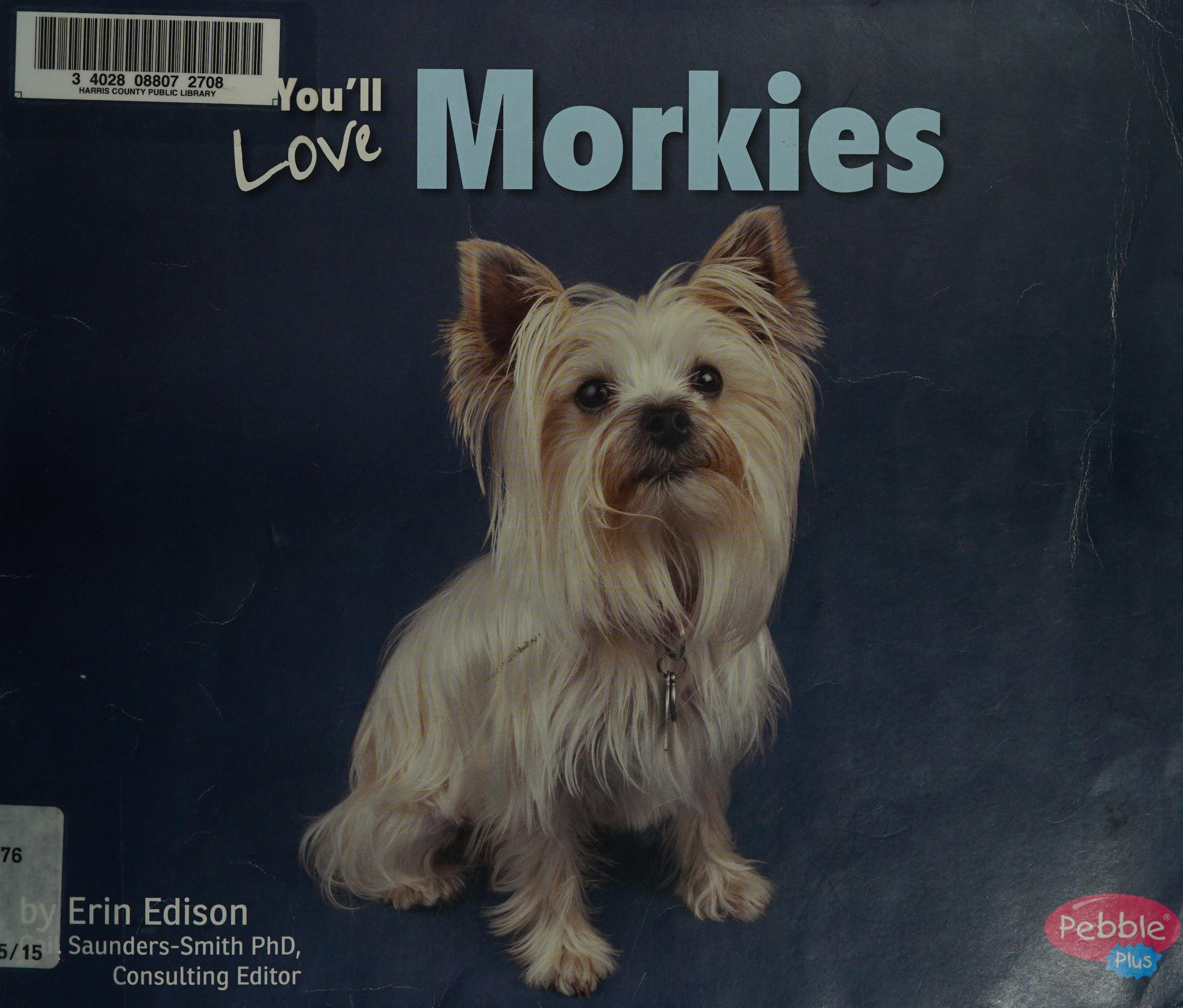 You'll Love Morkies