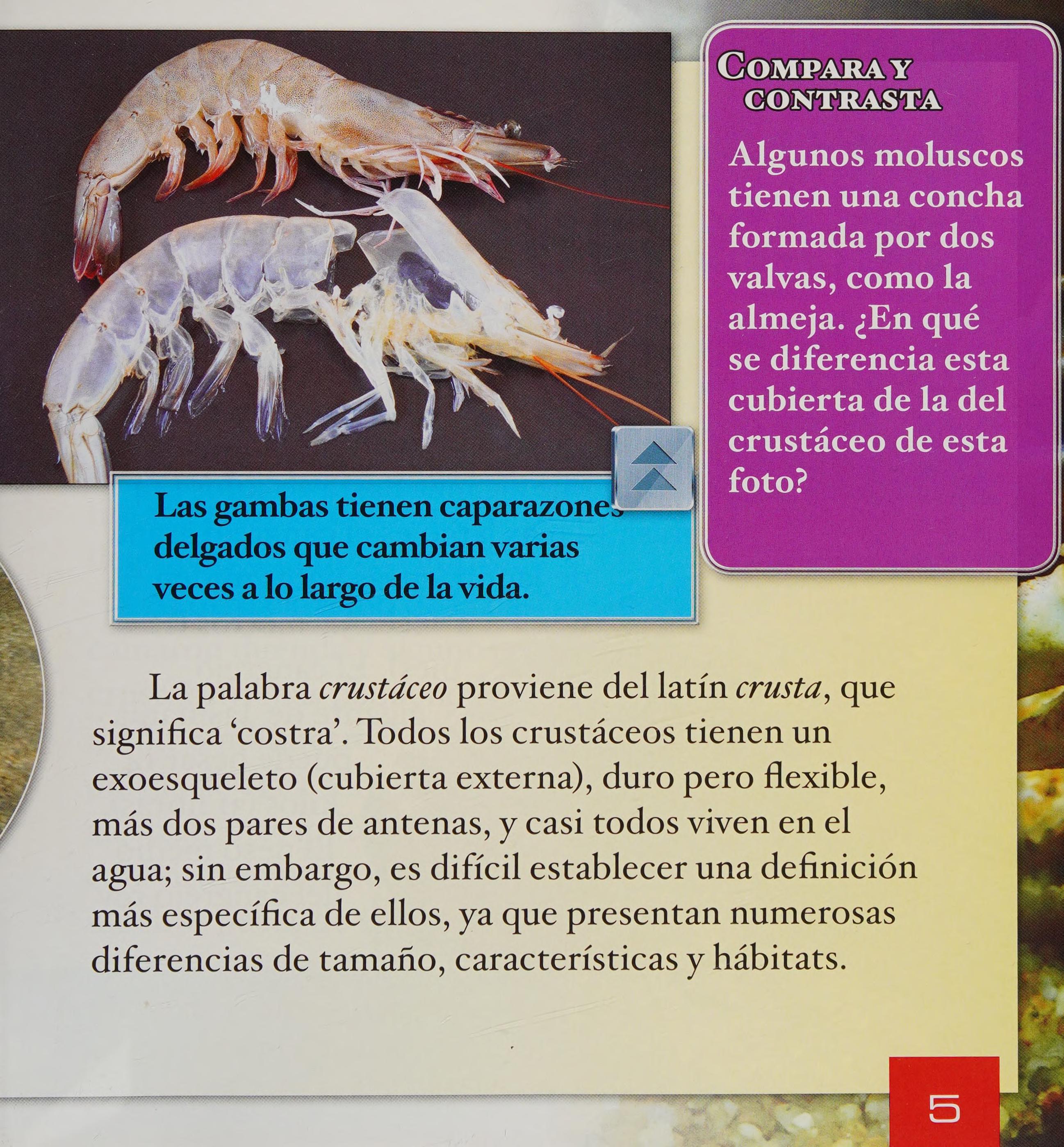 ¿Qué Son Los Crustáceos? (What Are Crustaceans?)