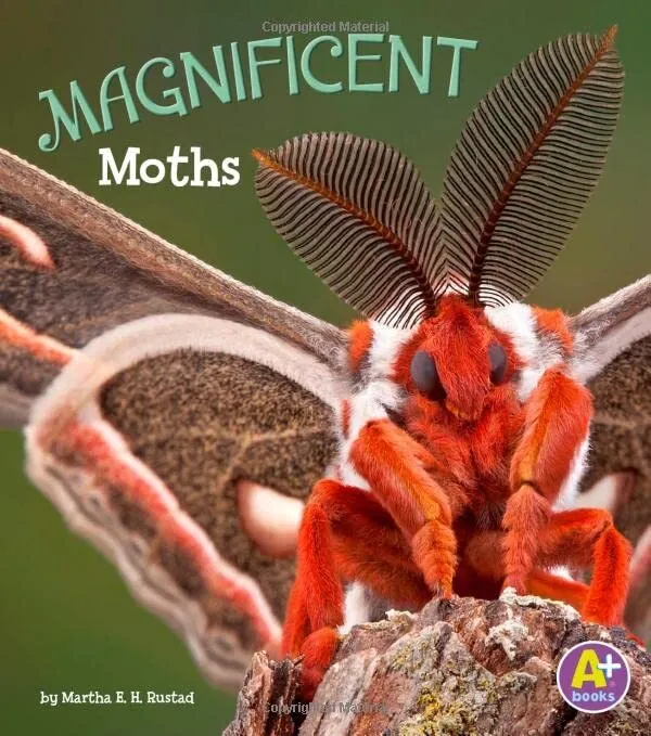 Magnificent Moths