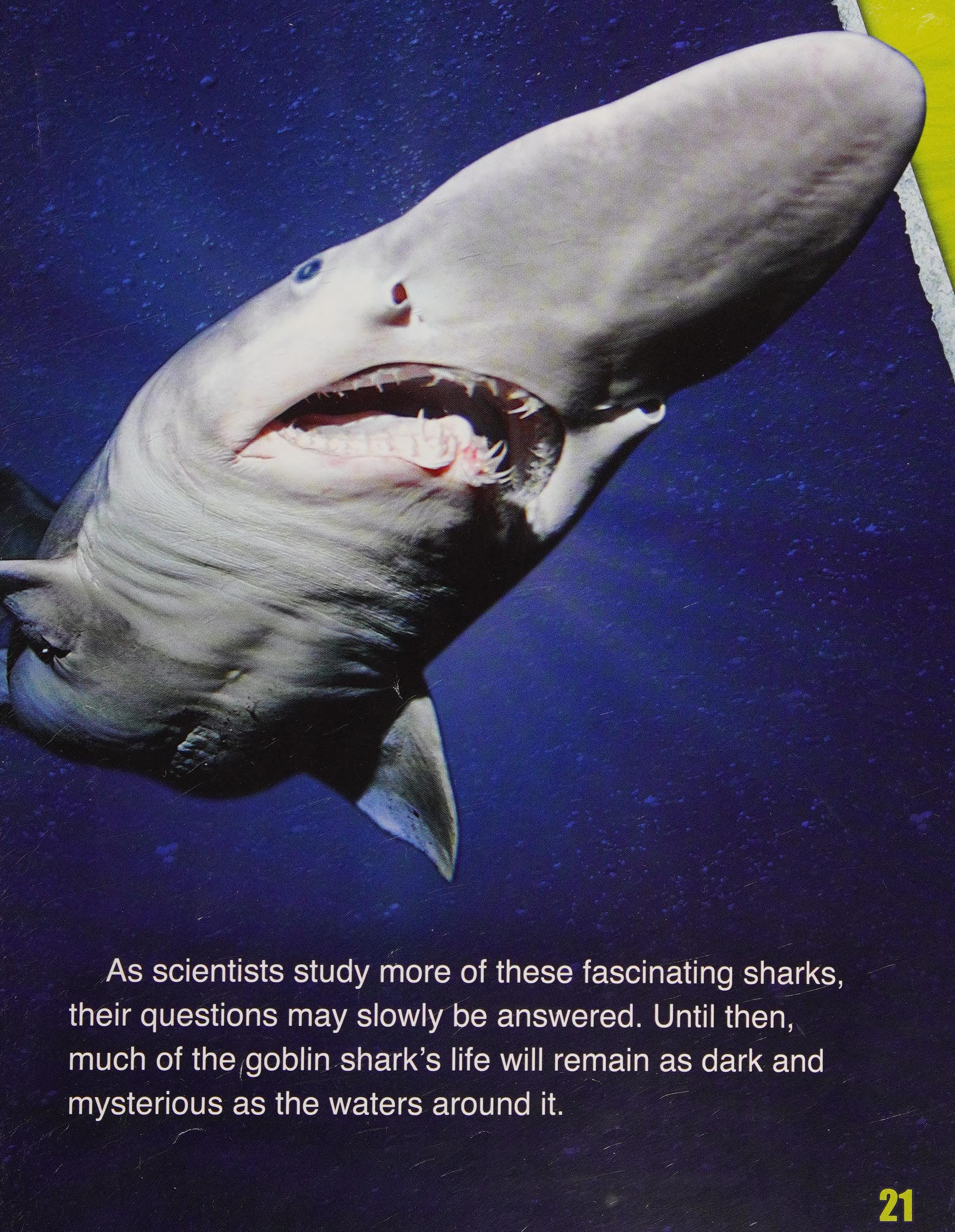The goblin shark