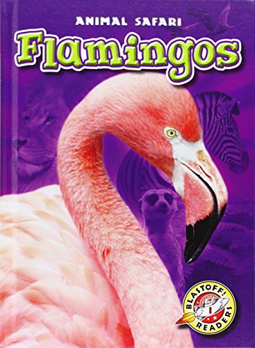 Flamingos