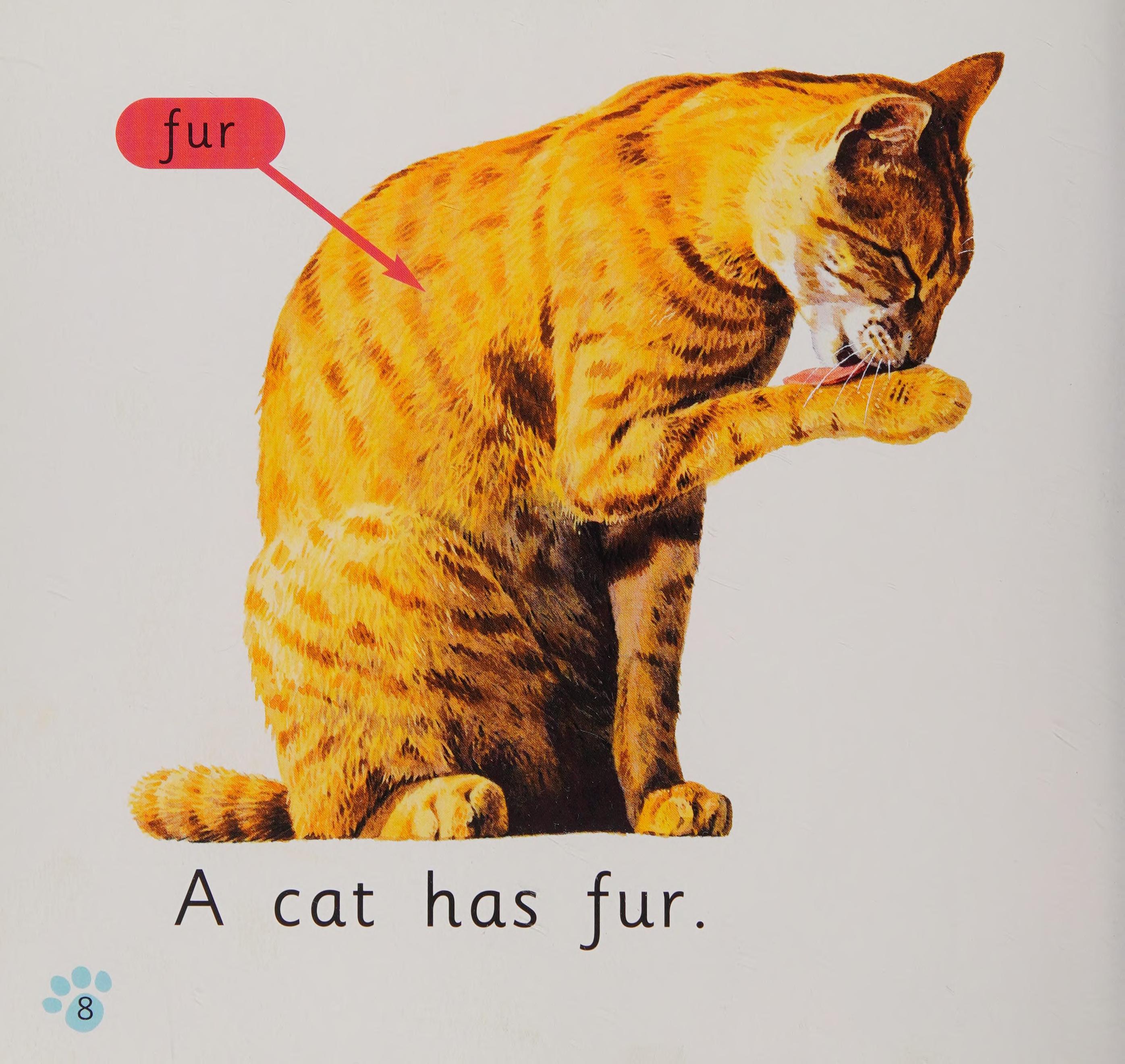 Cats
